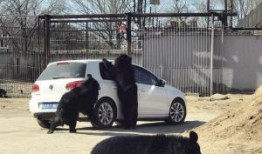 八达岭动物园最新爆料,动物世界大揭秘，精彩瞬间抢先看！